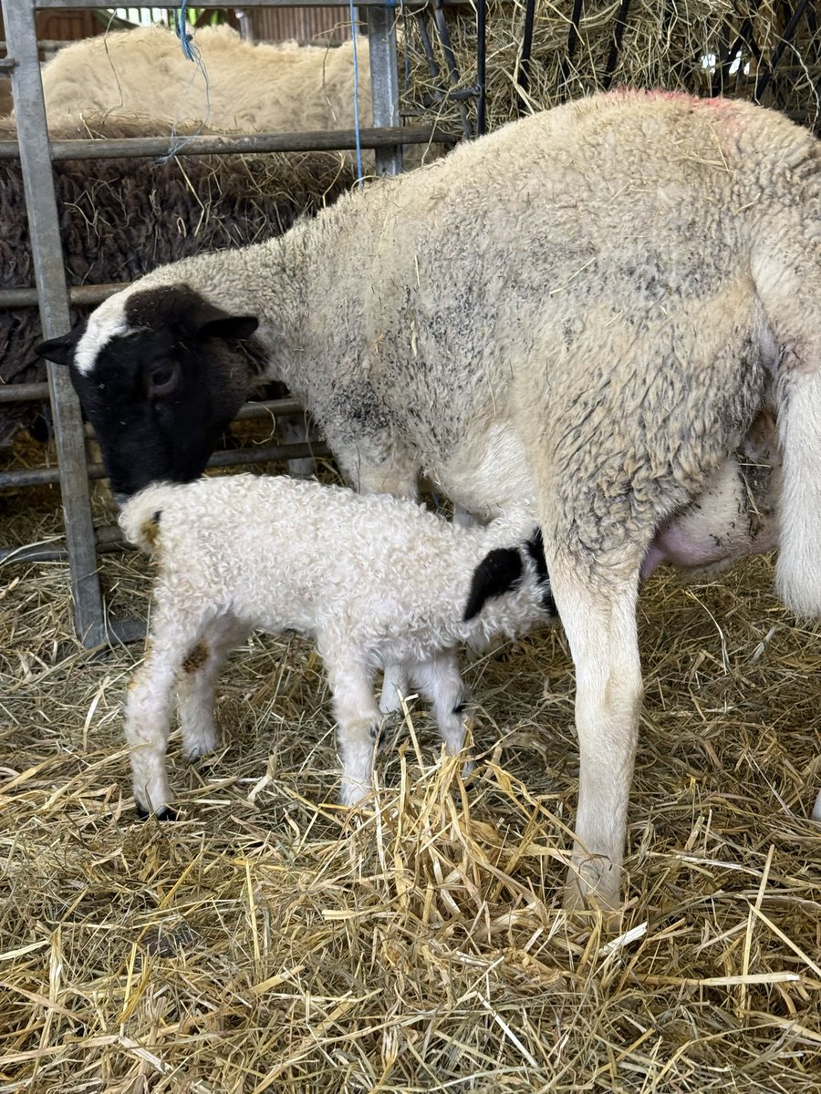 Landschaftspflege tweet media
