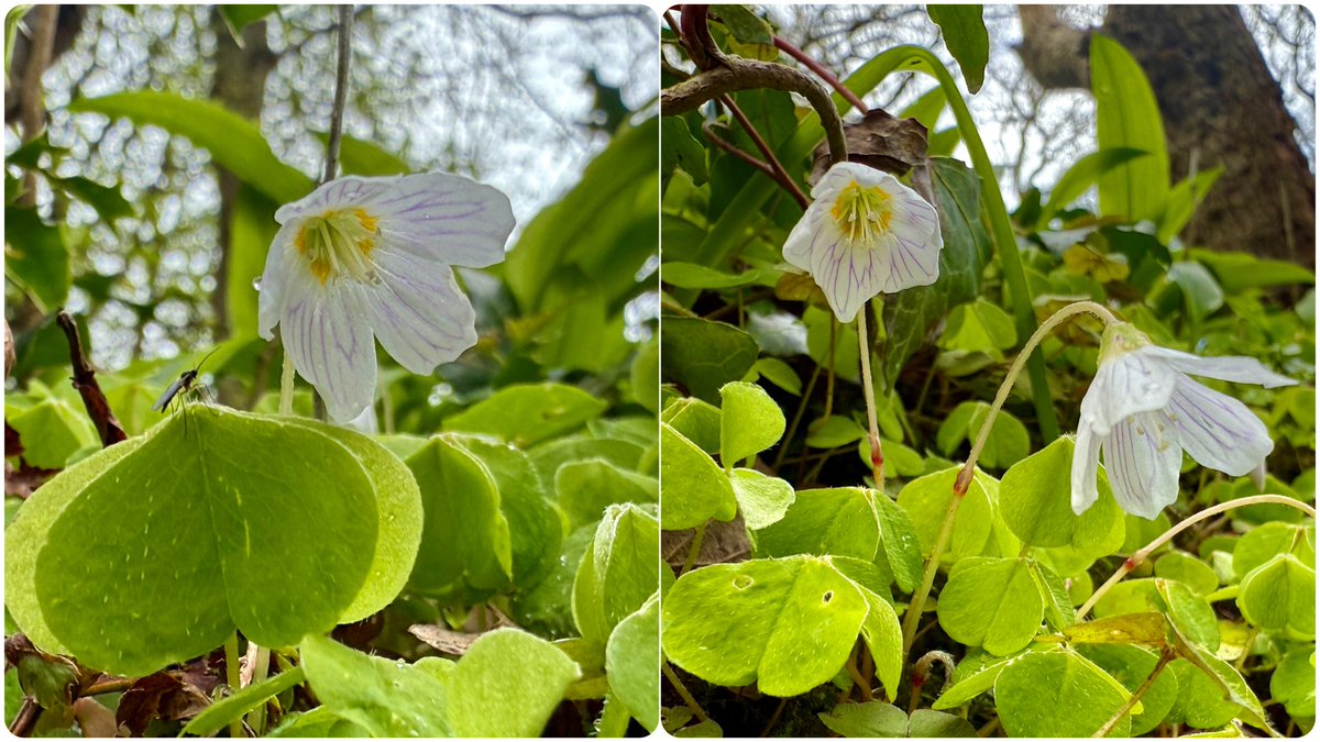 Rebecca Wheeler tweet media