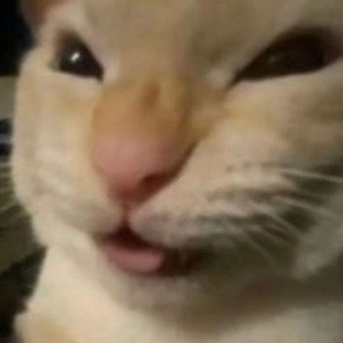 El Nudul tweet media