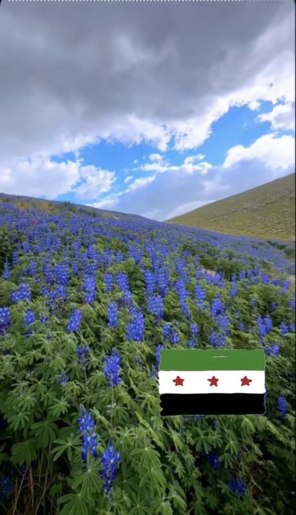 ساجية الطرف 🇸🇦🇧🇦 tweet media