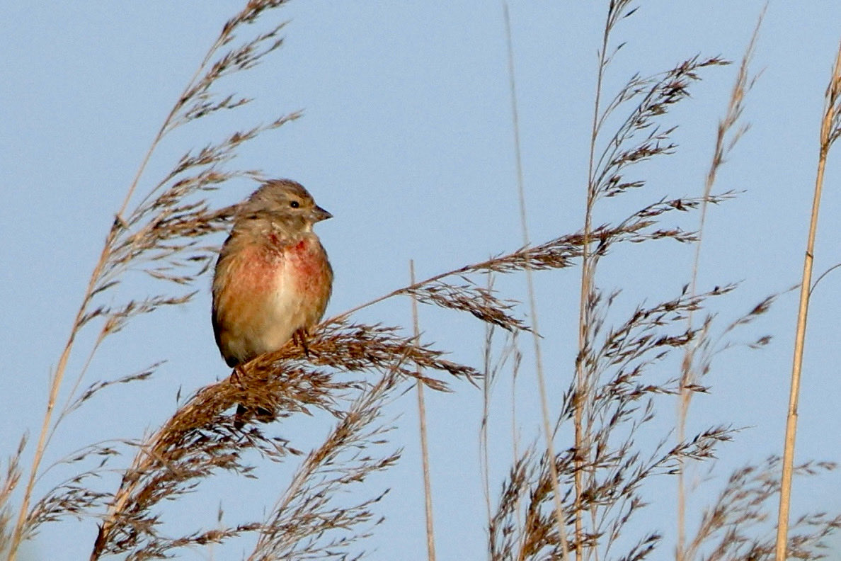reiniervanloo's tweet photo. Hoewel het bij de geluiden vooral om de oren gaat, laten we het kijken naar een kneutje in het zonnetje niet lopen #brabant #breda #natuur #birds #commonlinnet https://t.co/xTGoP0p10v