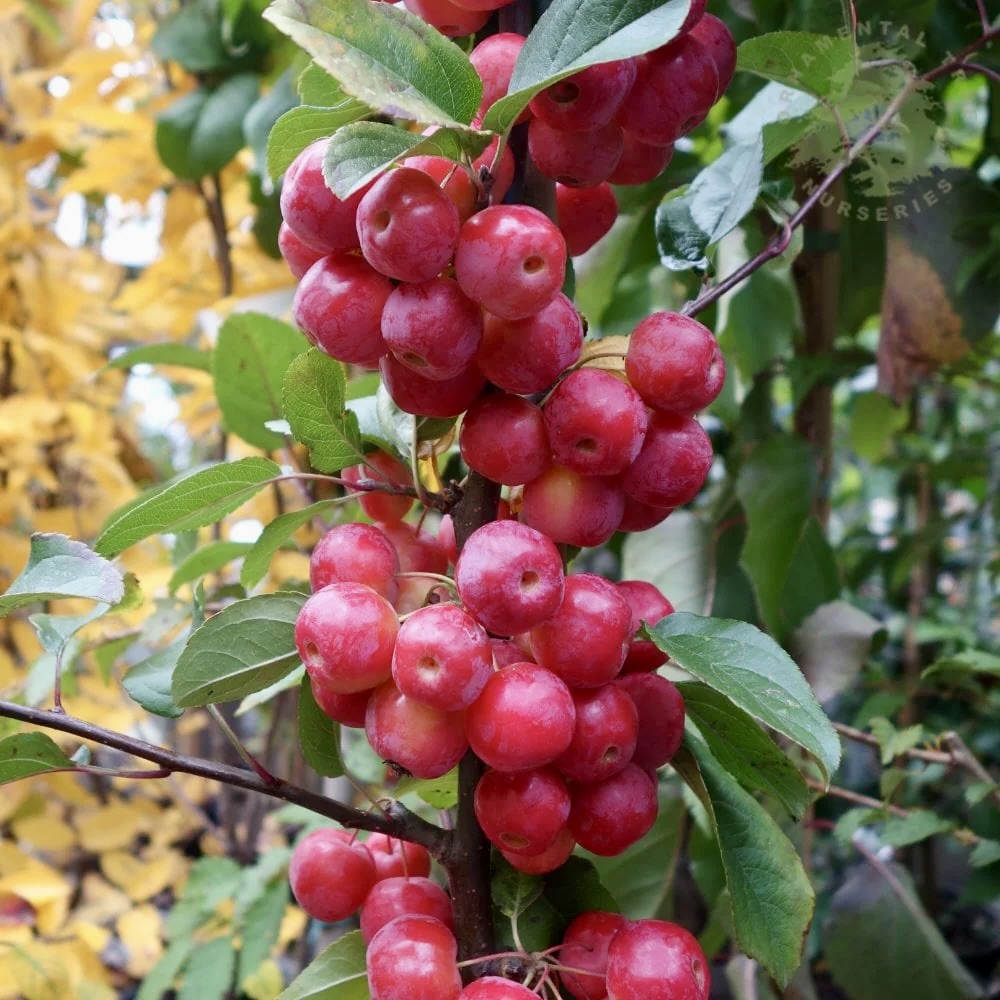 B_Strawbridge's tweet image. Just ordered 3 Crab Apples. All great for #pollinators, but we've chosen these especially for their extra small fruits, which we hope will prove irresistible to resident &amp;amp; winter migrant #birds!

Malus brevipes Wedding Bouquet
Malus x robusta Red Sentinel
Malus x Floribunda