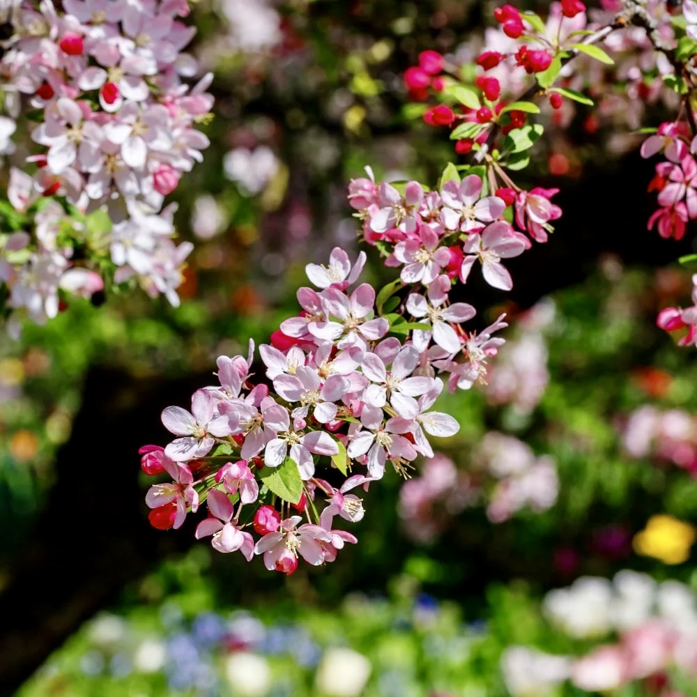 B_Strawbridge's tweet image. Just ordered 3 Crab Apples. All great for #pollinators, but we've chosen these especially for their extra small fruits, which we hope will prove irresistible to resident &amp;amp; winter migrant #birds!

Malus brevipes Wedding Bouquet
Malus x robusta Red Sentinel
Malus x Floribunda