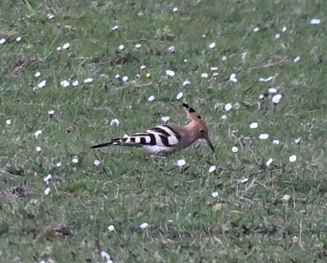 Dorset Bird Tours tweet media