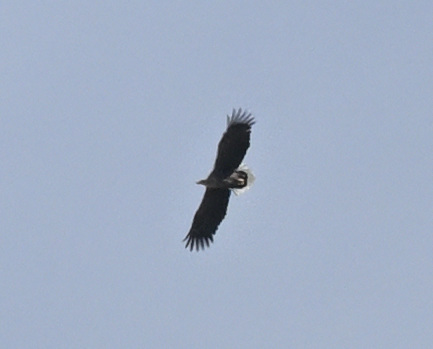 Dorset Bird Tours tweet media