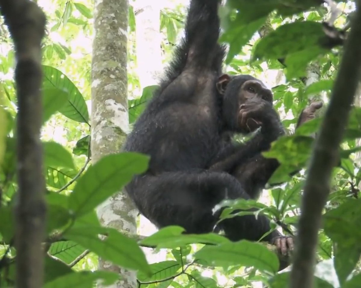 Suhail Mugabi tweet media