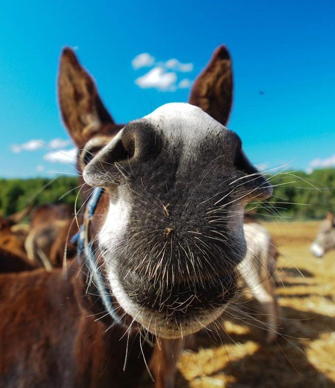 safehaven4donks's tweet image. 😘 Hope you have had a happy Sunday everybody 😊😀

 #SundayVibes #DonkeyLove #SmileMore #PositiveVibes #DonkeySanctuary