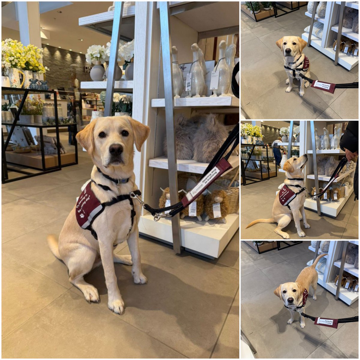 Hearing Dogs for Deaf People tweet media