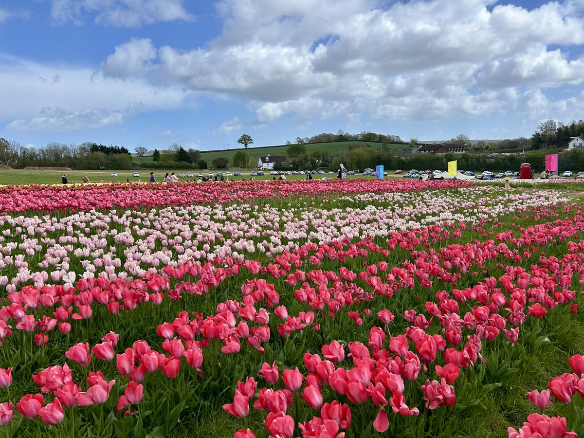 LorraineInglisD's tweet image. The beautiful tulip fields at Darts Farm, Exeter 🌷✨

#flowersonX #photography #Devon #Spring #nature #tulips #exeter #ThePhotoHour #springflowers #sundayyellow