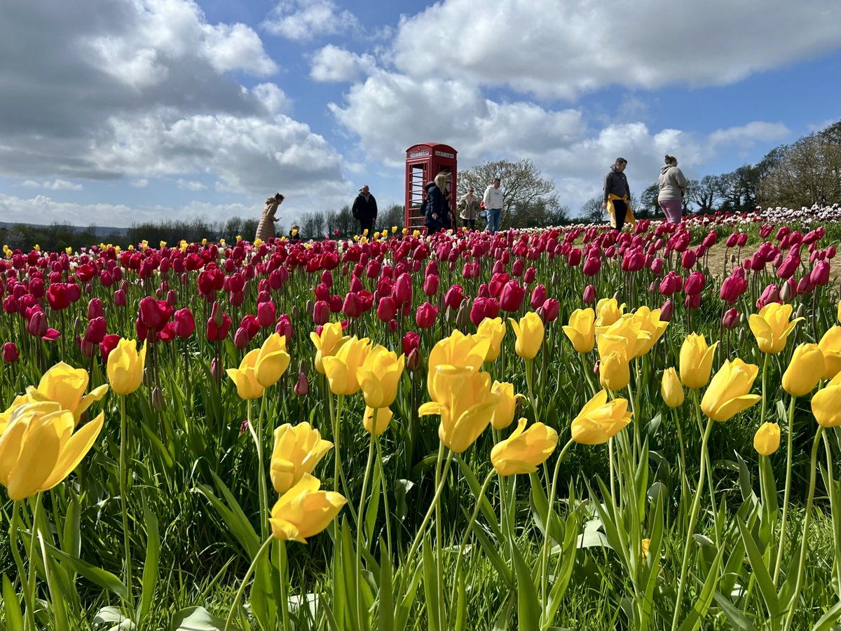 LorraineInglisD's tweet image. The beautiful tulip fields at Darts Farm, Exeter 🌷✨

#flowersonX #photography #Devon #Spring #nature #tulips #exeter #ThePhotoHour #springflowers #sundayyellow