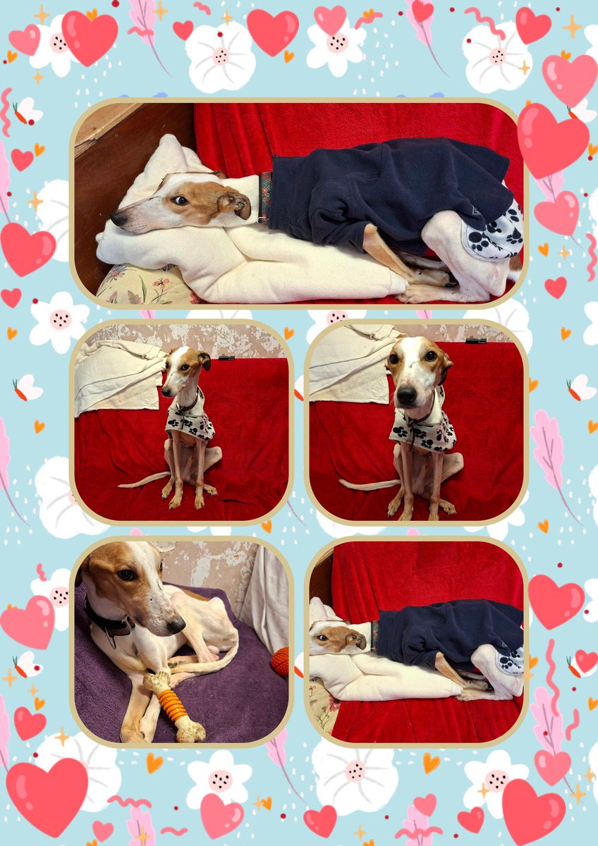Wilf125's tweet image. Please read updates 
From #Phoenix x
@AdoptionsUk 
@NevilleSouthall 
Follow us on #Facebook 
facebook.com/profile.php?id…