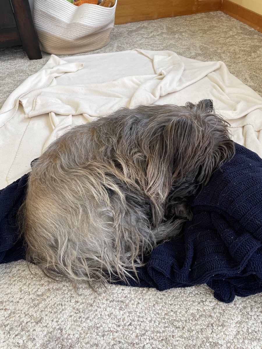 Welly the unstoppable bean machine tweet media