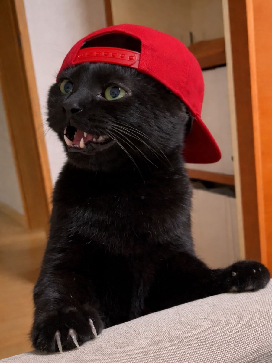 Cats for Happiness. tweet media