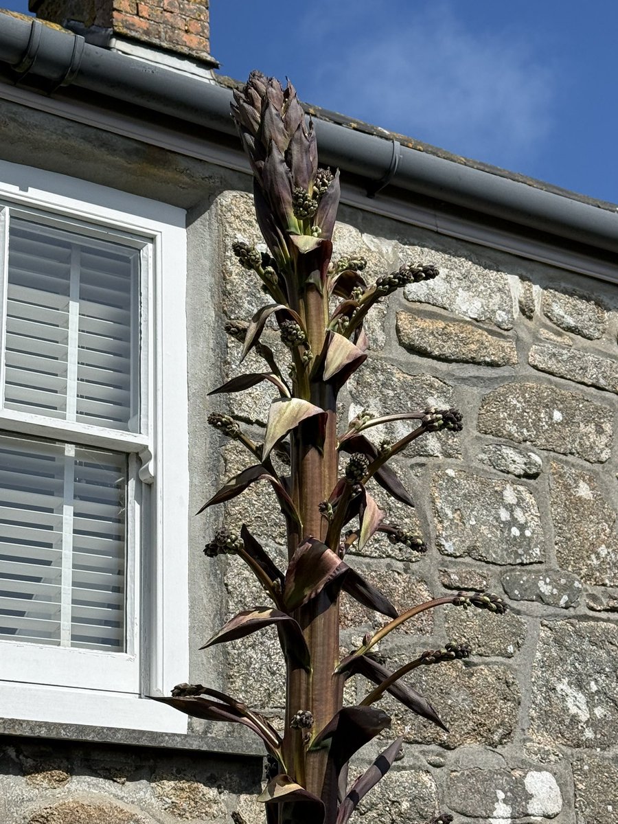 Our palm is sprouting!! #Scilly