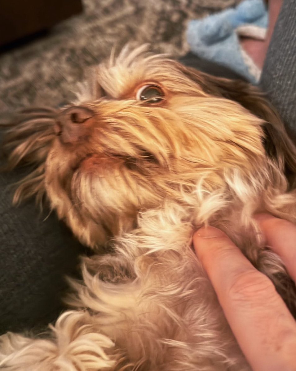 a.🍍| fan account tweet media