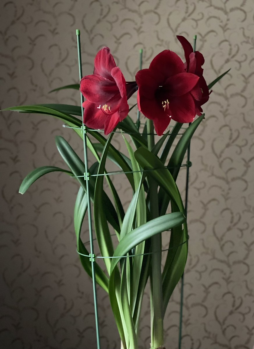 Виктория Родионова tweet media