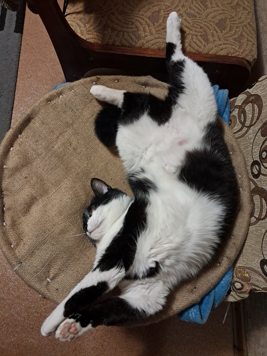 faraway_michael's tweet photo. #Аліска🐾 https://t.co/CMkFtC60mJ