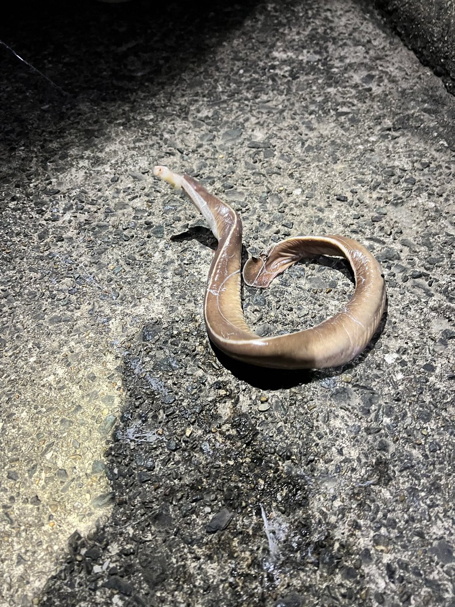 Cocotte☽Masamune鯖(旧Yurine) tweet media