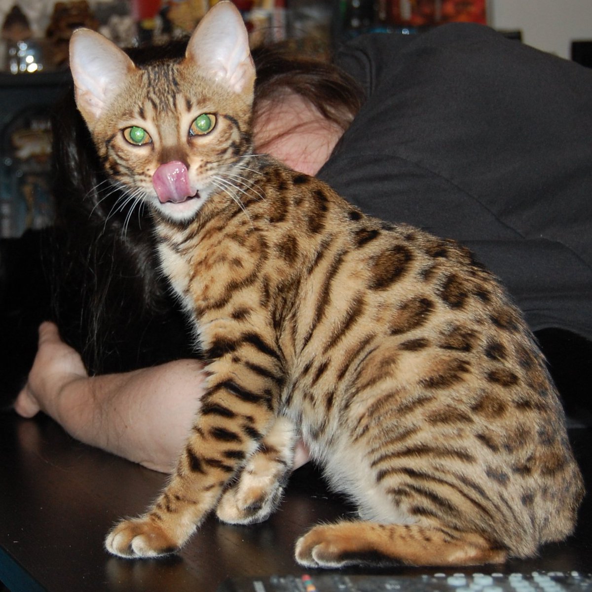 Pandora the Warrior🌈 #ZSHQ tweet media