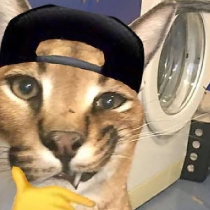 CryptoCeKe's tweet photo. @CantonArmy I'm just a cantonmaxxing https://t.co/0Xn5RJqujU