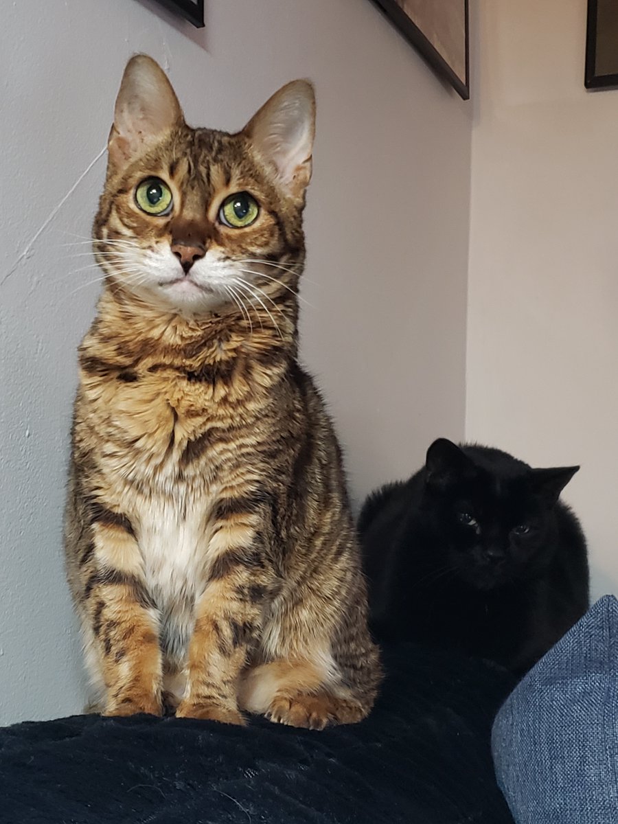 Pandora the Warrior🌈 #ZSHQ tweet media