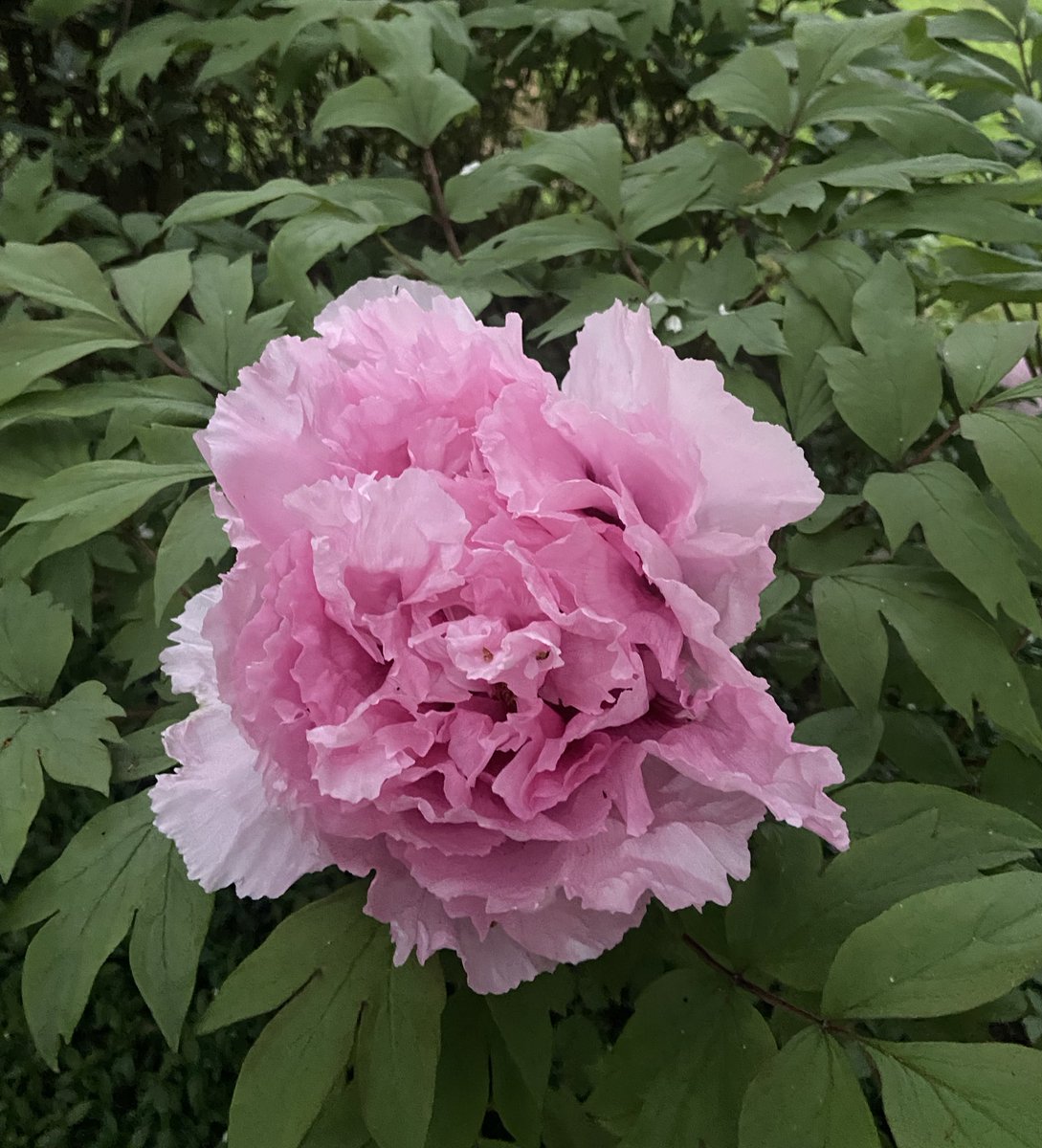 Mary 🜃 tweet media