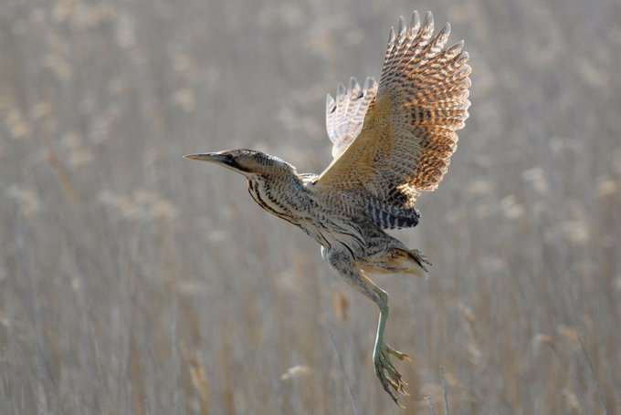Together Against Sizewell C (TASC) tweet media