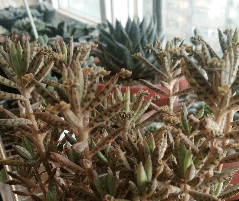 Robert Vann tweet media