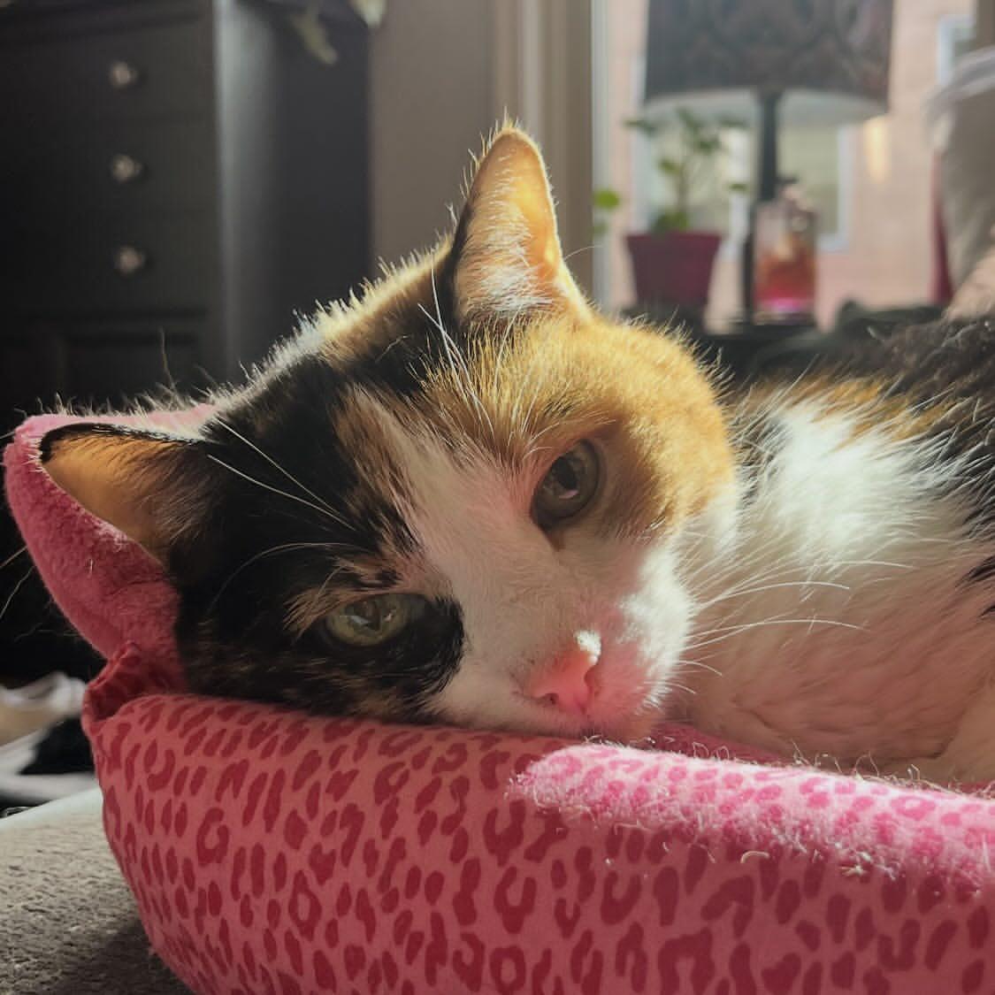 Sara Mary ⭐❤️ tweet media