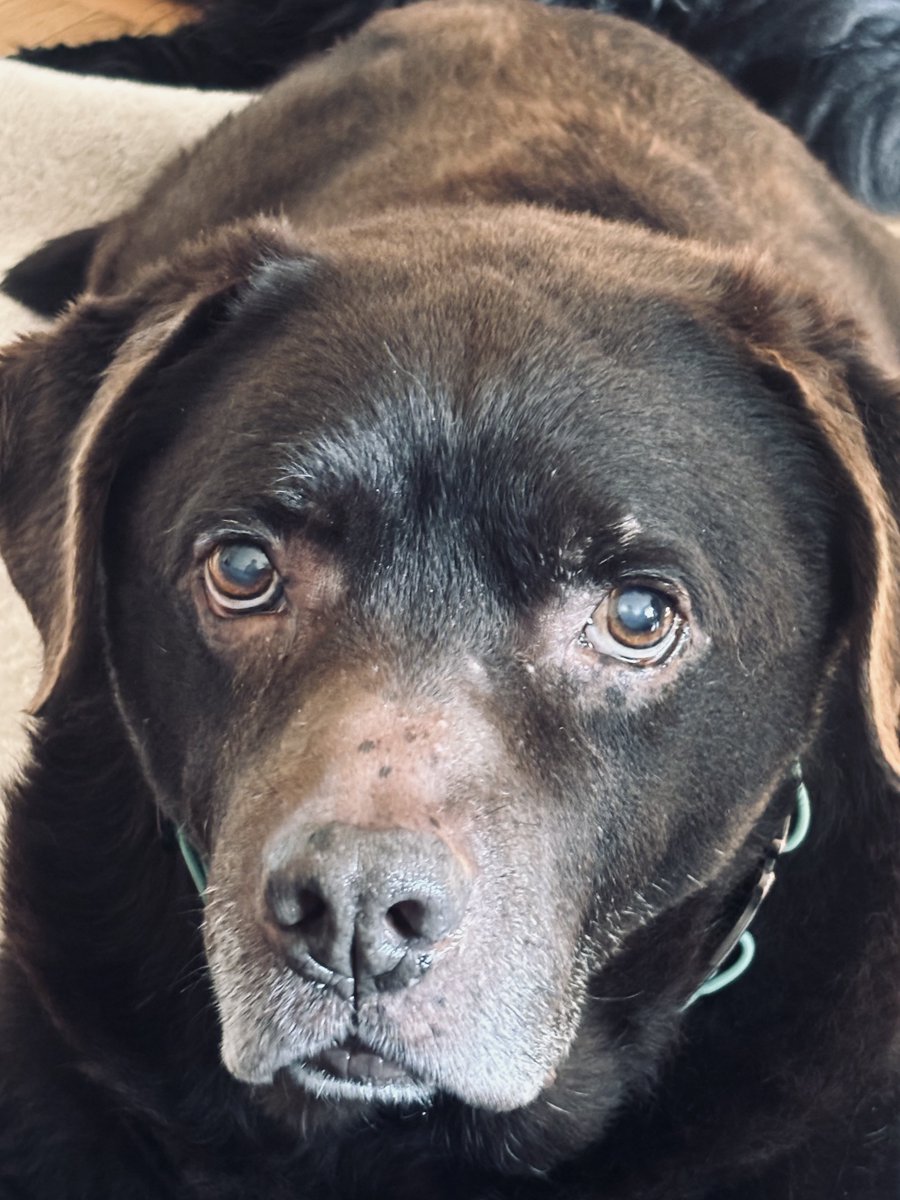 antoninaodesssa's tweet image. #NAFO Max  @papasobaka is an incredible person — an ambulance doctor, a father to stray dogs, and my hero 😊 My friend, I honestly don’t know how you manage with 11 dogs at home 😊

My sister @tatyanaodesssa left me her dog — a Newfoundland, whom I also love, of course — but my