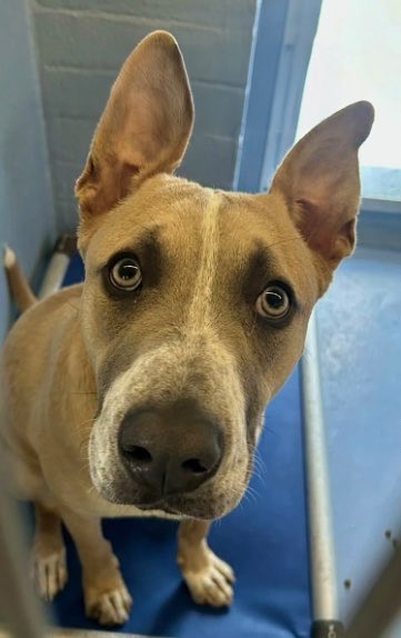 This is Aiden. He does not know this could be his last day. He is at a high-k*ll shelter where dogs are euthanized for space everyday.. 💔 He urgently needs a #foster or #adopter &amp; #rescue. Please help spread the word!

📍Downey, CA
Please see more here: instagram.com/reel/DXCR7jcjT…