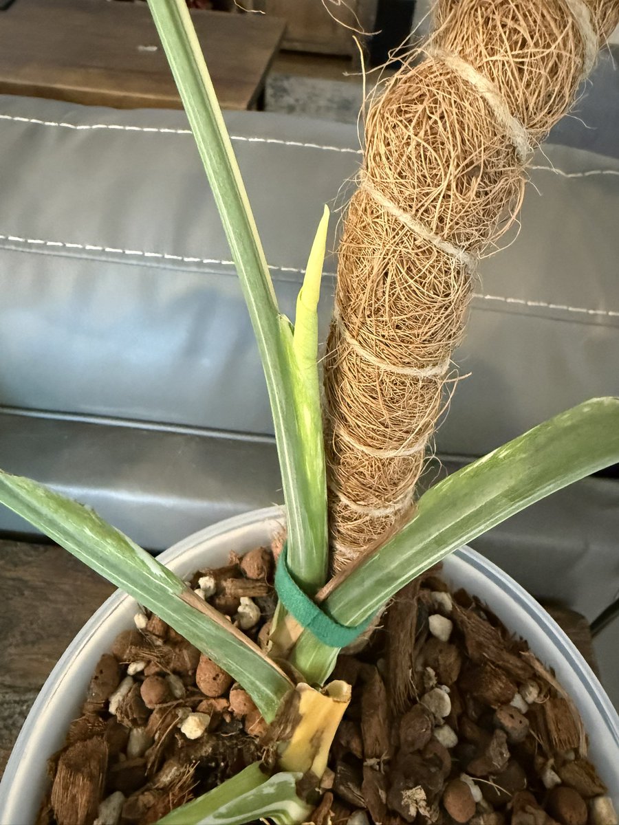 Chase 🔜 FWA tweet media