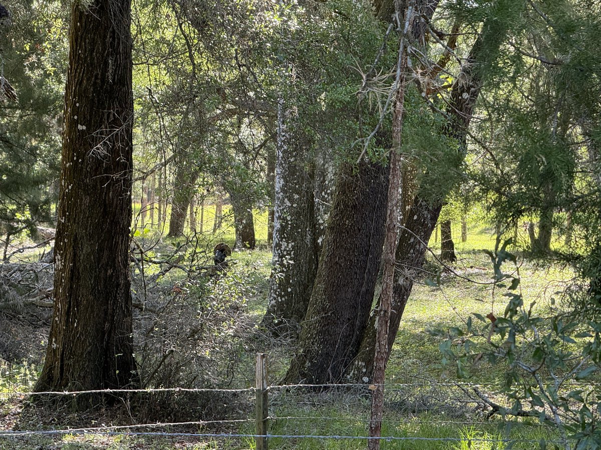 Cypress hammock naps mid-day while #Osceola turkey hunting are the best: cool shade with a nice breeze.

Buy #Bitcon then go outside and enjoy nature.