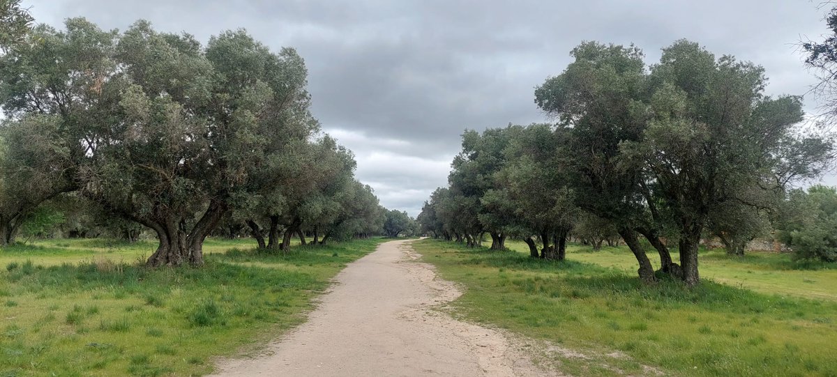 guillematamala's tweet photo. En una escala del 1 al 10 de vuestros arbolustos más amados ,

¿Qué nota le ponéis al acebuche domesticado?

            🕊

🏹 https://t.co/Jv5BY5xxVT