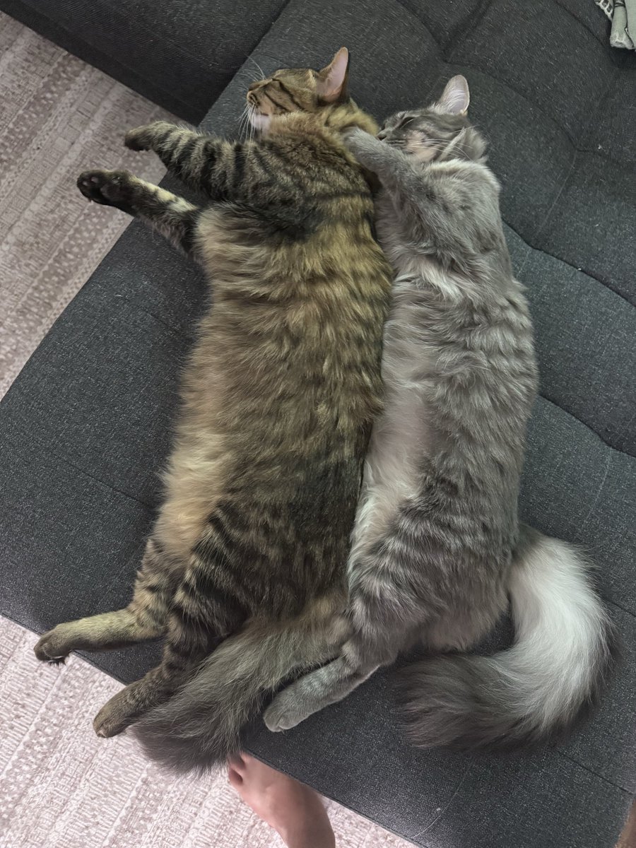 I love my cats