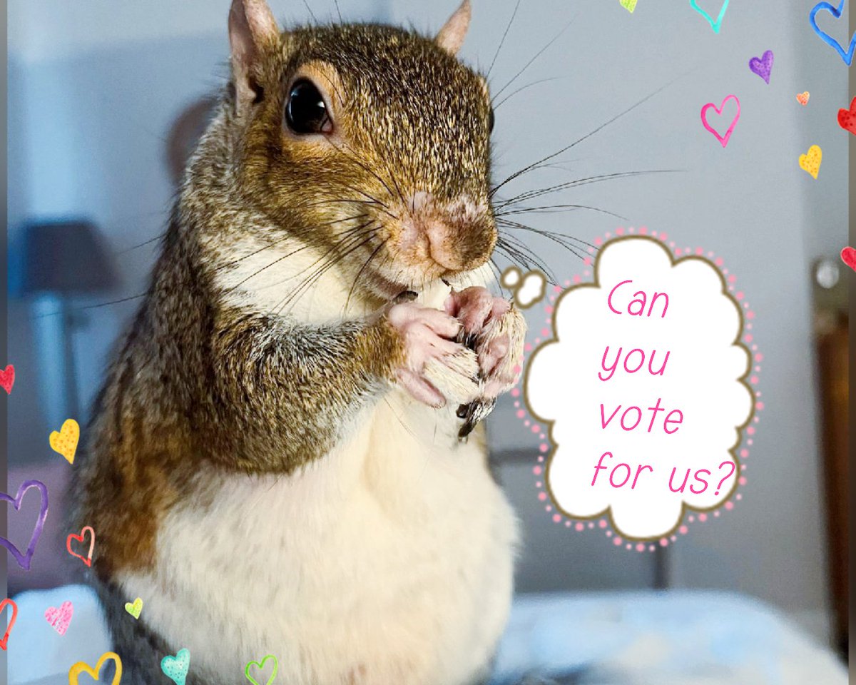 Urban Squirrels, wildlife rescue, animal ethics. tweet media