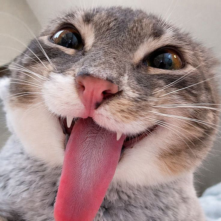 Fluxo w7m R6 tweet media