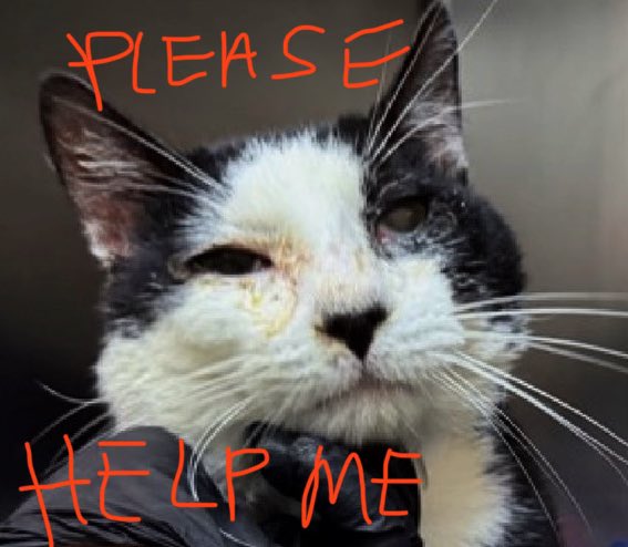 catgirl321's tweet image. 🆘CODE RED🆘
Just 3yrs old, fragile BATMAN’s health is DETERIORATING RAPIDLY and he needs #IMMEDIATE #RESCUE #PLACEMENT‼️

*PLEDGES CRITICAL TO SAVE HIS LIFE*

PLEASE #RT #PLEDGE #FOSTER #ADOPT - ALL you can do to #HELP✔️
#cats #NYC #AdoptDontShop #Pledge4Rescue
RT@JLthekid9999