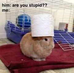 Bunnlid兔子 tweet media