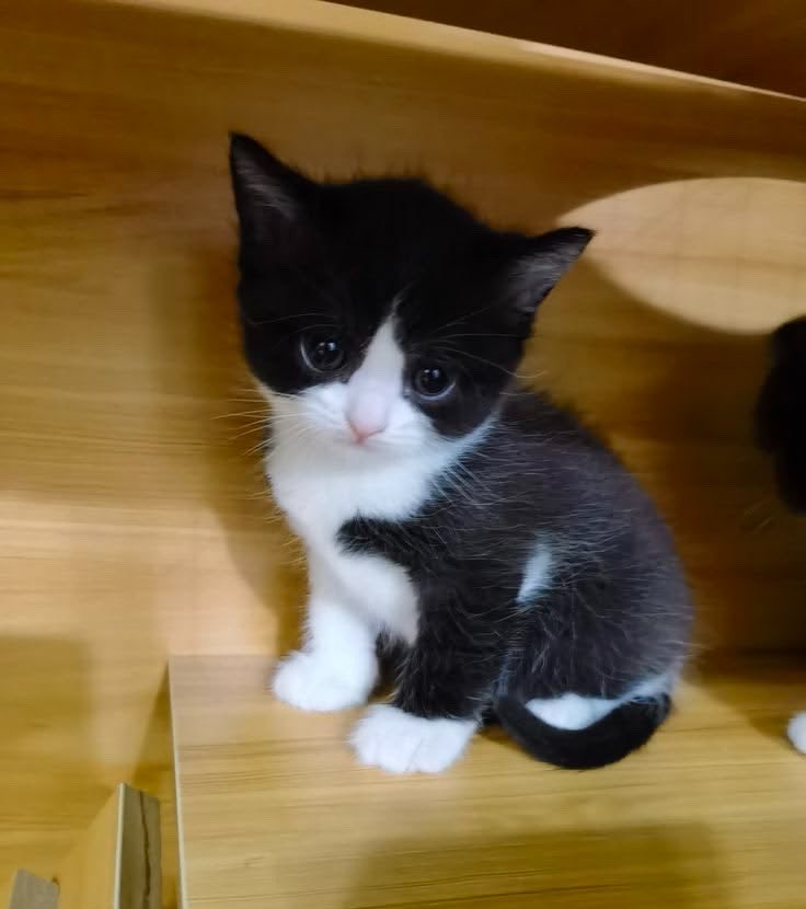 henriqez tweet media