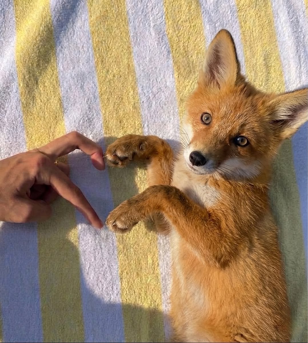 🍁 𝓣𝓱𝓮 𝓕𝓸𝔁 𝓛𝓲𝓯𝓮 🌾🦊 tweet media