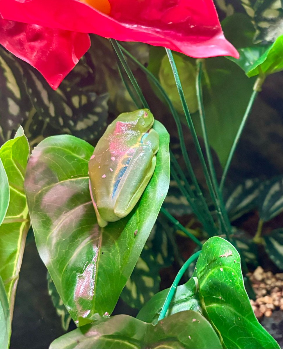 Adam is Gone Froggin tweet media