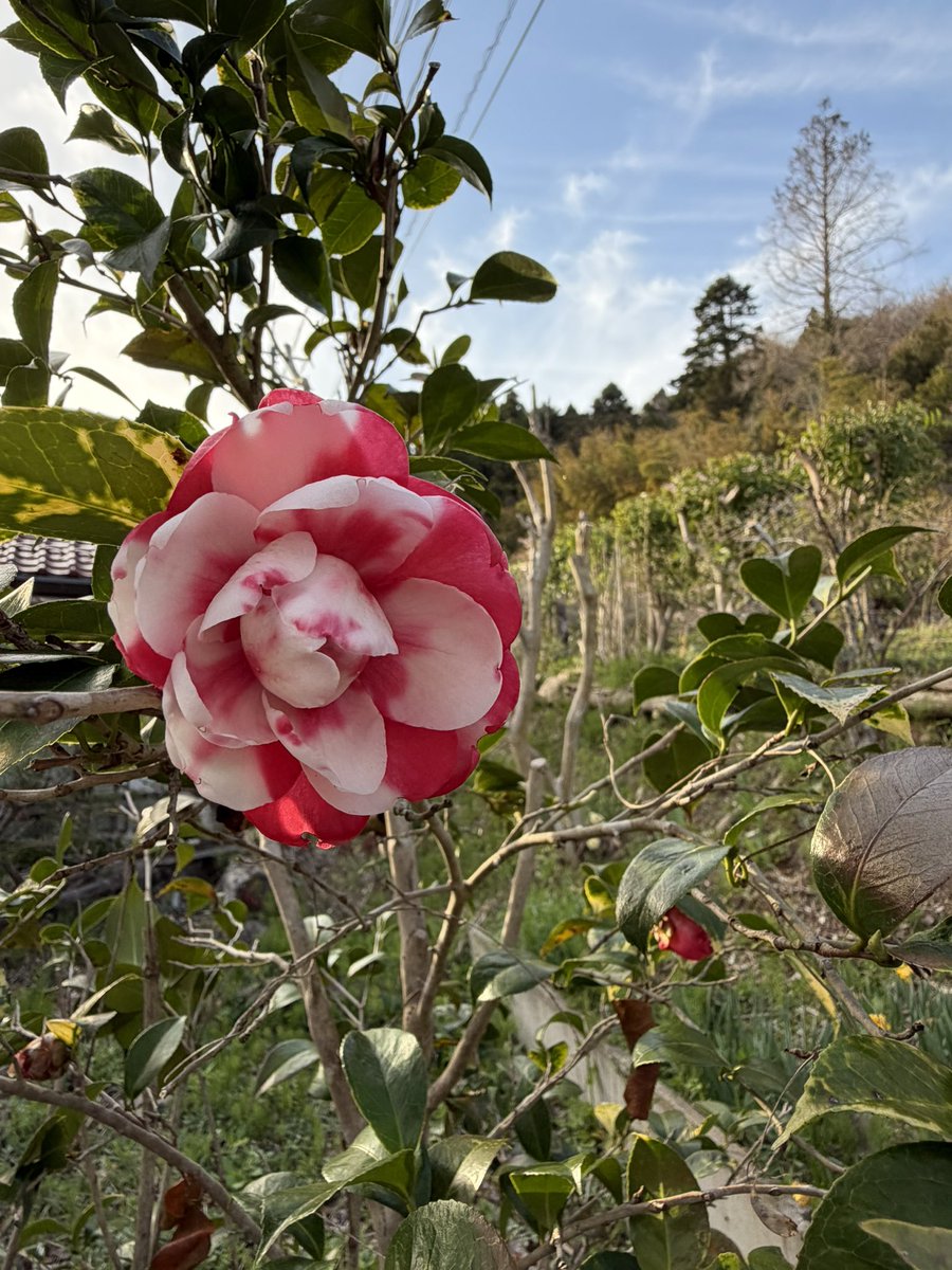 実家は花盛り
いつも時期を逃す桃の花
散髪された椿
シキミも満開