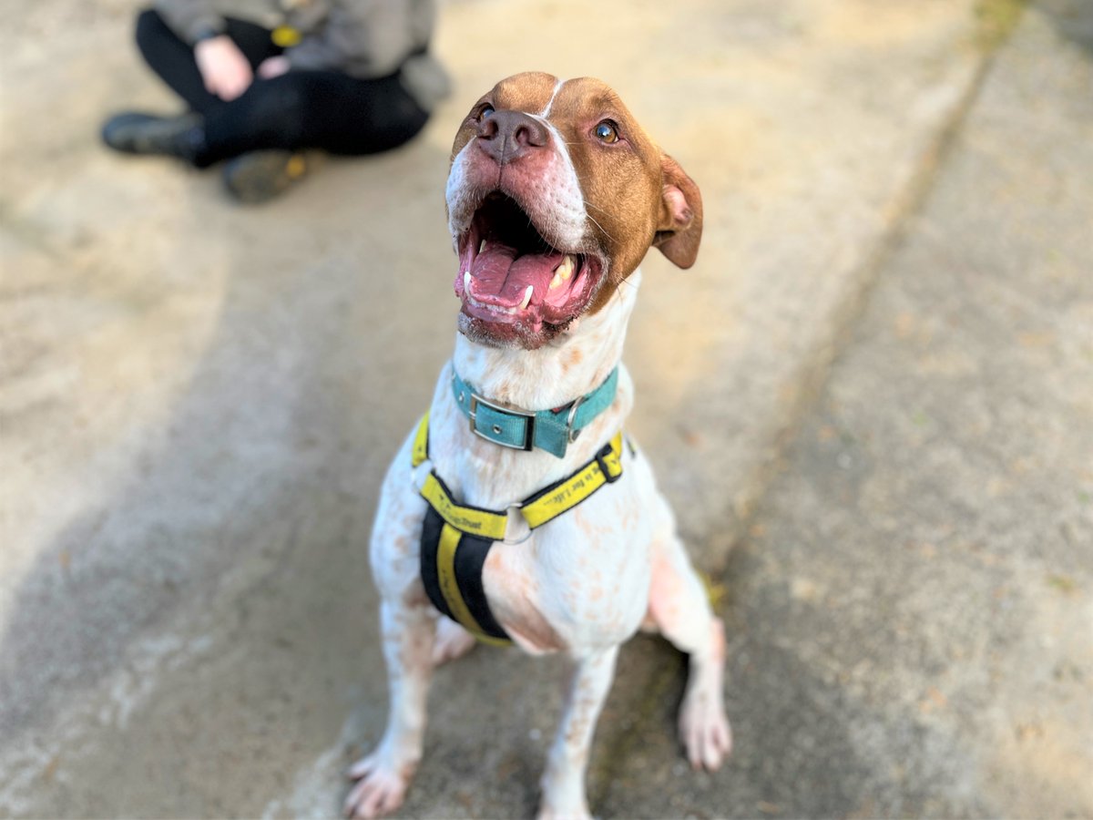 DogsTrust Bridgend tweet media