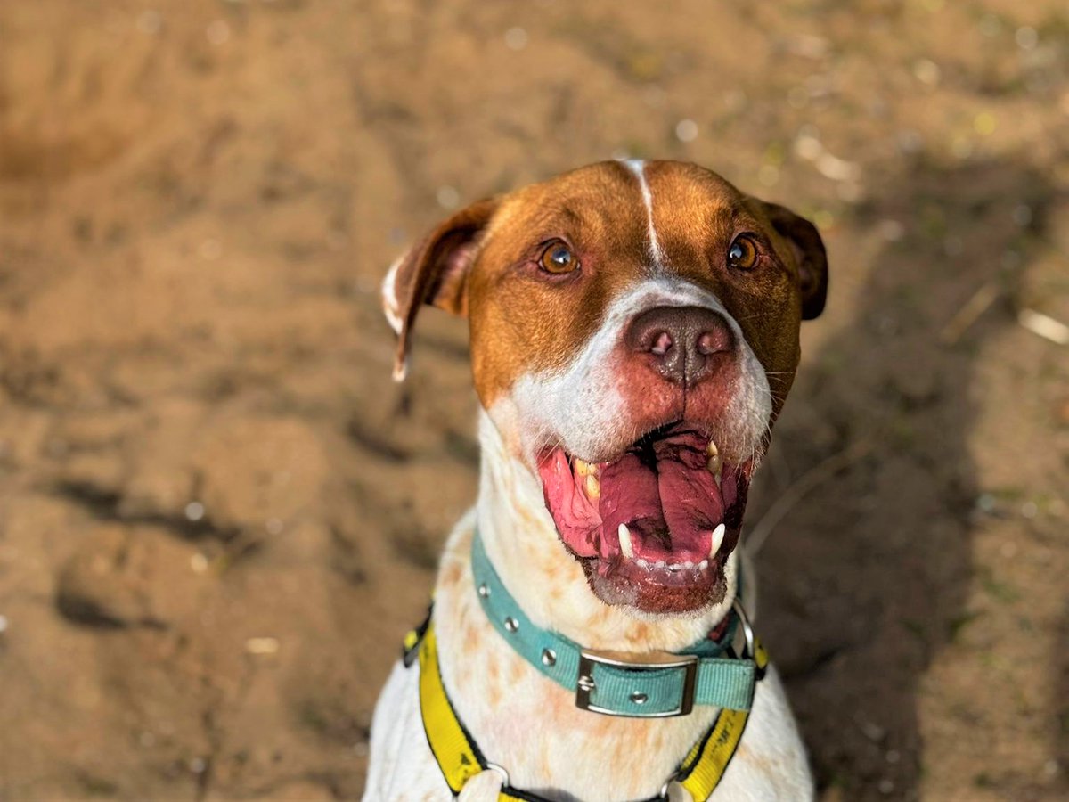 DogsTrust Bridgend tweet media
