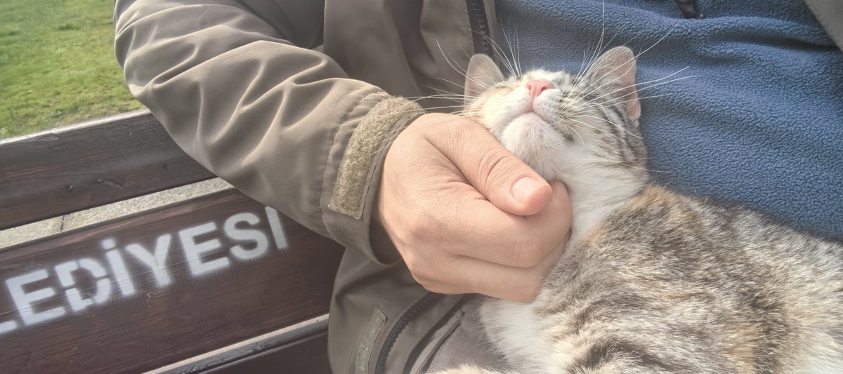 Ozan the otter tweet media