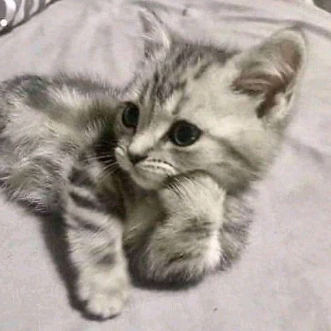 karen page as cats tweet media