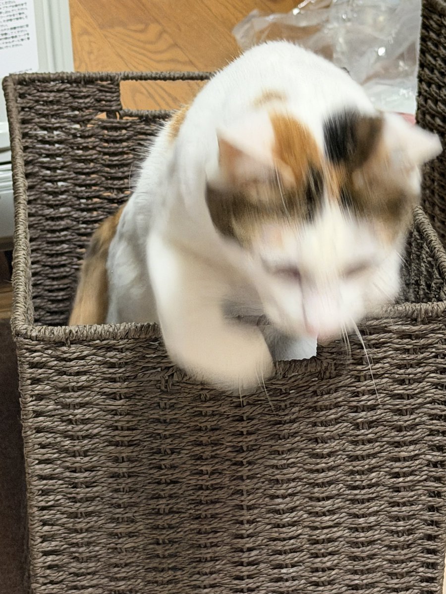 Masked_II_cat's tweet photo. ドゥルン https://t.co/9xwCjaHkgr