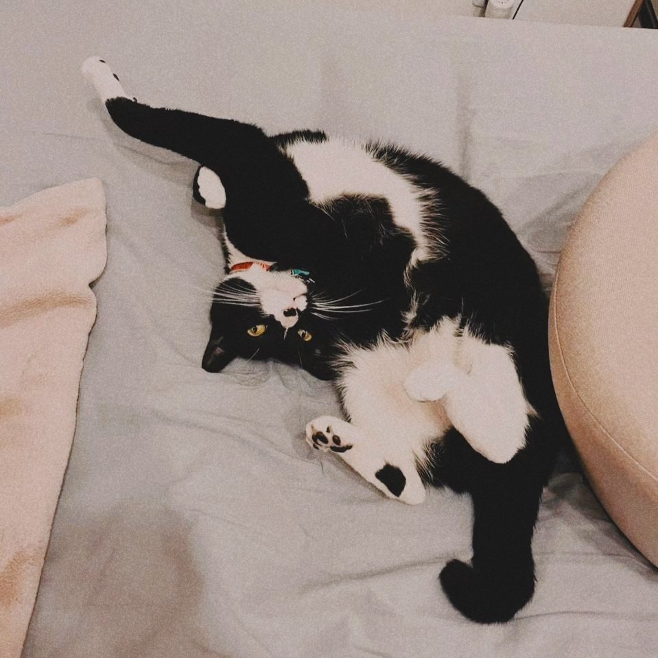 réllen 🐈‍⬛ tweet media