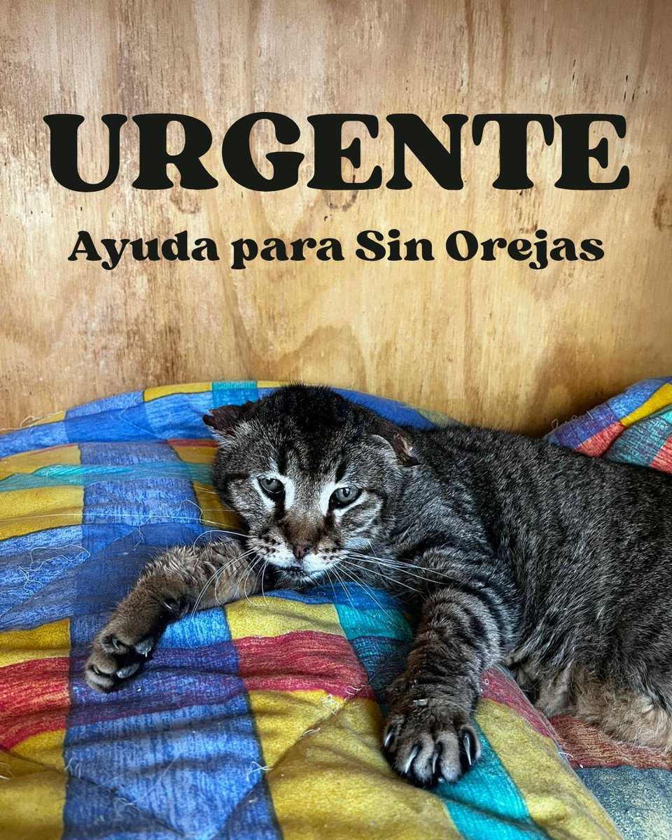 El Solar dels Gats tweet media